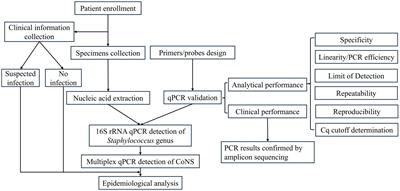 Association of coagulase-negative staphylococci with orthopedic infections detected by in-house multiplex real-time PCR